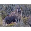 Image 1 : 5-Day Bull Tahr Hunt for One (1) Hunter in New Zealand