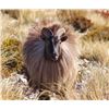 Image 2 : 5-Day Bull Tahr Hunt for One (1) Hunter in New Zealand