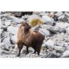 Image 3 : 5-Day Bull Tahr Hunt for One (1) Hunter in New Zealand