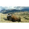Image 2 : 2019 Utah Henry Mtns Bison Conservation Permit, Hunter’s Choice (Early), Any Legal Weapon (Rifle)