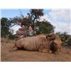Image 1 : 7-Day Golden & Blue Wildebeest Hunt for Two (2) Hunters