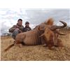 Image 2 : 7-Day Golden & Blue Wildebeest Hunt for Two (2) Hunters