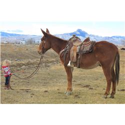 “PONCHO” THE MULE