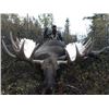 Image 1 : 10 - DAY MOOSE HUNT FOR (1) HUNTER - FULL CURL STONE BC