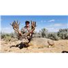 Image 5 : 2019 Arizona Special License - Mule Deer Tag