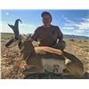 Image 1 : 2019 Utah Statewide Buck Pronghorn Conservation Permit
