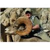 Image 1 : 10-day Hunt For Wild Free Ranging Desert Bighorn Sheep for One (1) Hunter