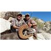 Image 2 : 10-day Hunt For Wild Free Ranging Desert Bighorn Sheep for One (1) Hunter