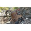 Image 2 : Texas Aoudad Hunt with Offgrid Outdoors for One (1) Hunter