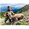 Image 1 : 14 - DAY STONE SHEEP HORSEBACK HUNT AT FULL CURL STONE NORTHERN BRITISH COLUMBIA FOR (1) HUNTER