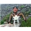 Image 2 : 14 - DAY STONE SHEEP HORSEBACK HUNT AT FULL CURL STONE NORTHERN BRITISH COLUMBIA FOR (1) HUNTER
