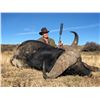 Image 1 : 7-Day Trophy Cape Buffalo Hunt for One (1) Hunter