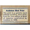 Image 5 : 4 Audubon Prints In Original Frames