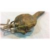 Image 6 : Buffalo Scrotum Dance Rattle 19th Century
