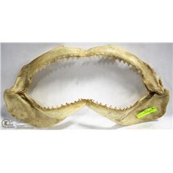 LARGE 22" BOX SHARK SKULL.