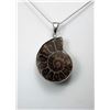 Image 1 : 14 - IRIDESCENT NATURAL AMMONITE