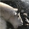 Image 3 : Wicked River BC Mtn Goat Hunt for One in 2020