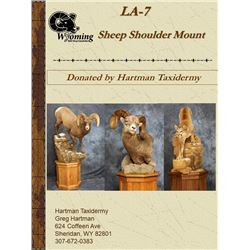 Sheep Shoulder Mount