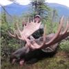 Image 2 : BC Moose Hunt for one in 2018