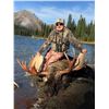 Image 4 : BC Moose Hunt for one in 2018