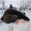 Image 1 : 10 day Alaskan Spring Bear Hunt for One with Extreme Adventures