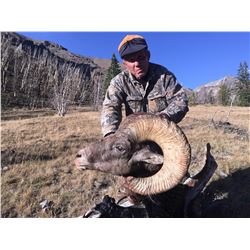 WYO Governor's 2018 Wild Sheep License