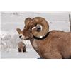 Image 5 : WYO Governor's 2018 Wild Sheep License