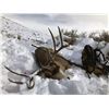 Image 2 : WYO Commissioner's tag for Elk, Deer, Antelope in 2018