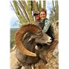 Image 1 : Mexico Desert Sheep and Trophy  Kansas Whitetail Deer
