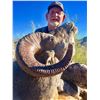 Image 2 : Mexico Desert Sheep and Trophy  Kansas Whitetail Deer