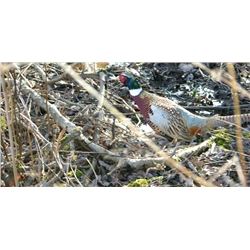 Faith’s Pheasant Preserve Pheasant Hunt Pennsylvania