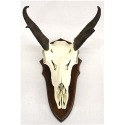Antelope Skull Taxidermy Mount on Wood Plaque