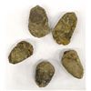 Image 2 : 5 Trilobite Fossils