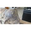 Image 2 : Cast Metal Elephant, Approx 13" Tall