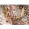 Image 1 : VINTAGE MOOSE ANTLERS