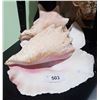 Image 1 : 2 LARGE CONCH SHELLS