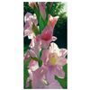 Image 1 : Katie's Gladiola by Davis, Brian