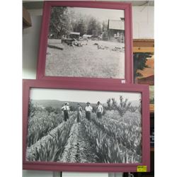 1 2 PINK FRAMED PICTURES OF EARLY OKANAGAN LIFE