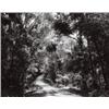 Image 1 : THOMAS STRUTH (b. 1954) PARADISE 8 (BLUMFI...
