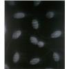 Image 1 : MARK FRANCIS (b. 1962) POSITIVE (CLONES) s...