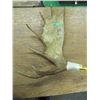 Image 1 : moosehorn with eagle carving