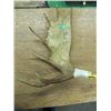 moosehorn with eagle carving