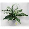 Image 1 : ARTIFICIAL PLANT IN A POT  ( HOUSEHOLD )
