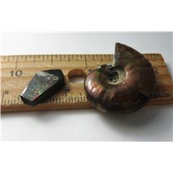 9 - NATURAL WHOLE AMMONITE FOSSIL