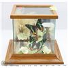 Image 1 : 97) VINTAGE GLASS ENCLOSED SUNSET MOTHS DISPLAY