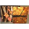 Image 1 : 2 CANVAS AUTUMN  PICTURES 16"X20"