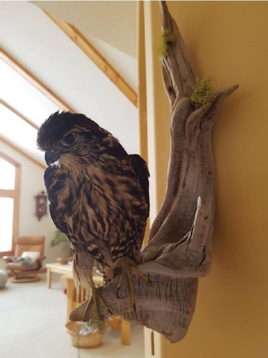 Sharp Shinned Hawk Taxidermy, 500 Value