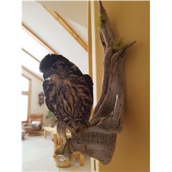Sharp Shinned Hawk Taxidermy, $500 Value