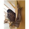 Image 1 : Sharp Shinned Hawk Taxidermy, $500 Value