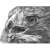 Image 1 : Red-Tailed Hawk Original Drawing by Dennis Mayer Jr. Valued at $750